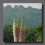 Digitalis purpurea (le jardin de la poterie Hillen).. www.poterie.fr